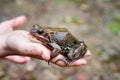 Large frog on a childÃ¢â¬â¢s hand. Princess Frog